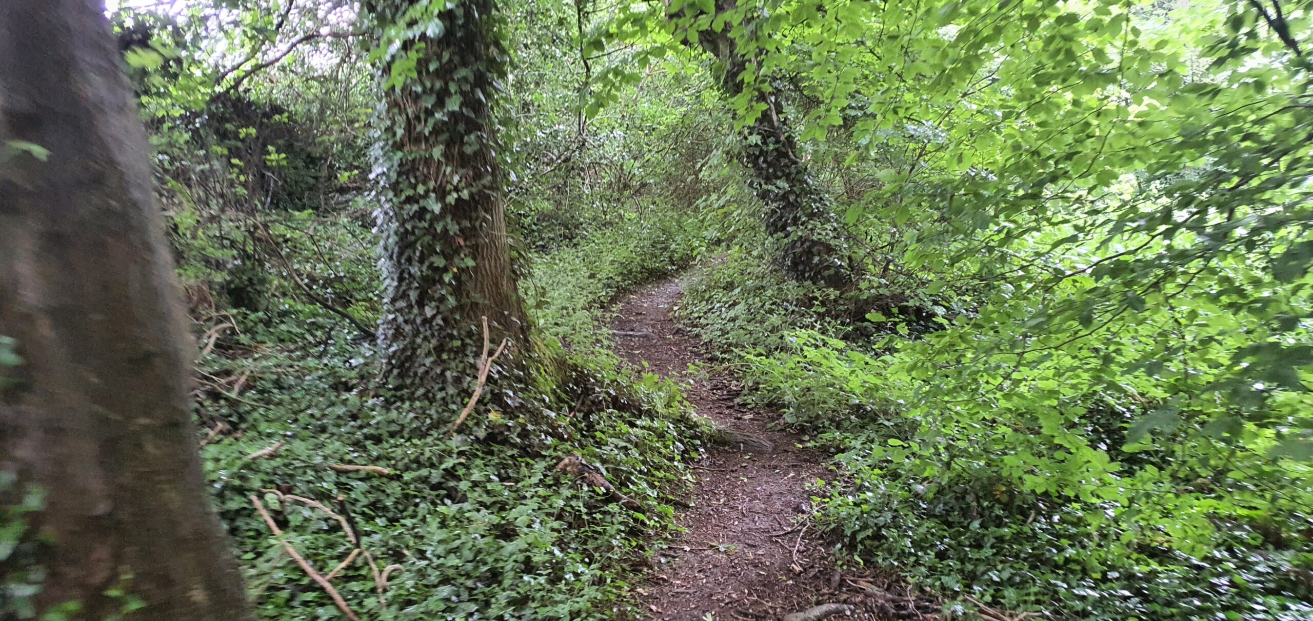 Winding Track